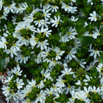 Scaevola Ventia White